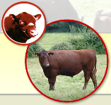 The Red Poll Cattle Society